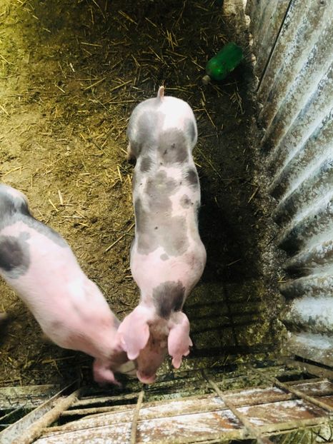  - vieruti si scrofite Pietrain pentru reproducere