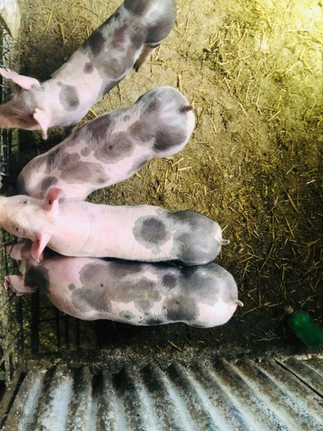  - vieruti si scrofite Pietrain pentru reproducere