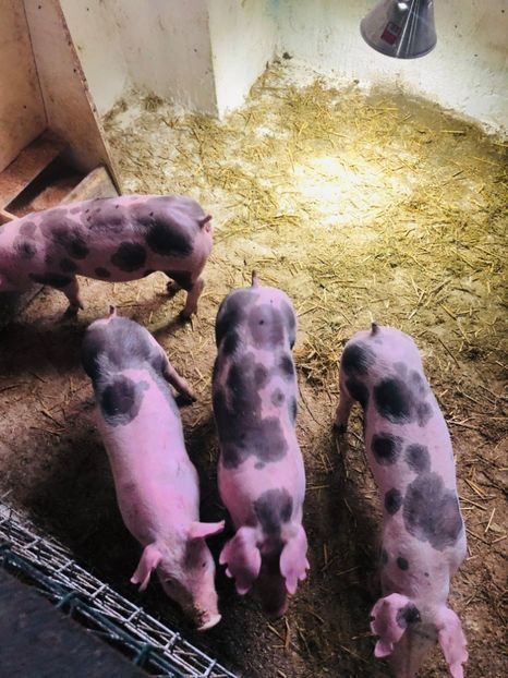  - vieruti si scrofite Pietrain pentru reproducere