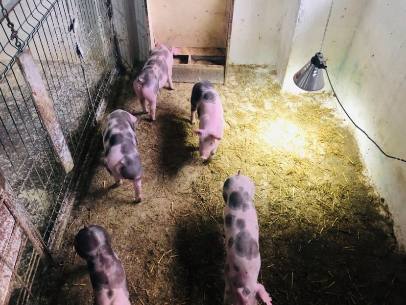  - vieruti si scrofite Pietrain pentru reproducere