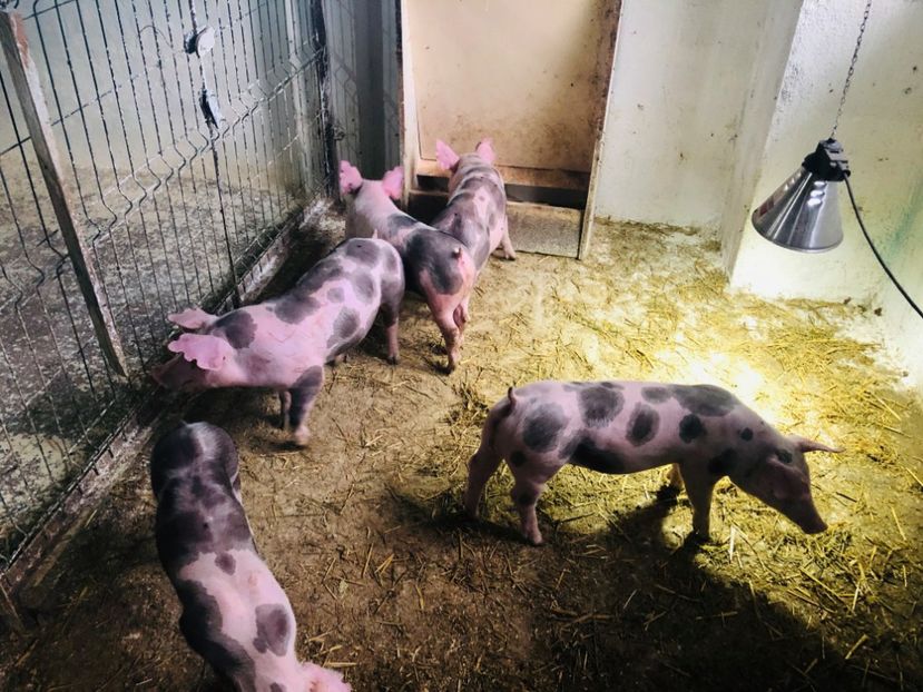  - vieruti si scrofite Pietrain pentru reproducere