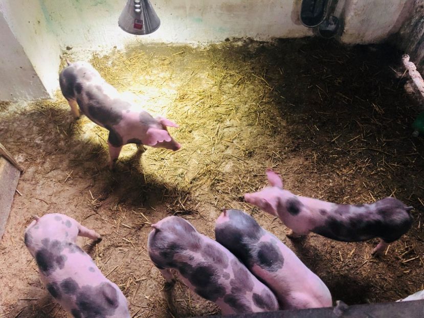  - vieruti si scrofite Pietrain pentru reproducere