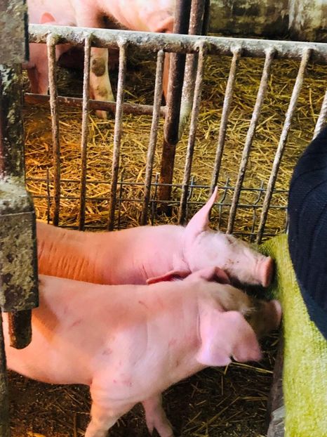  - vieruti si scrofite Pietrain pentru reproducere