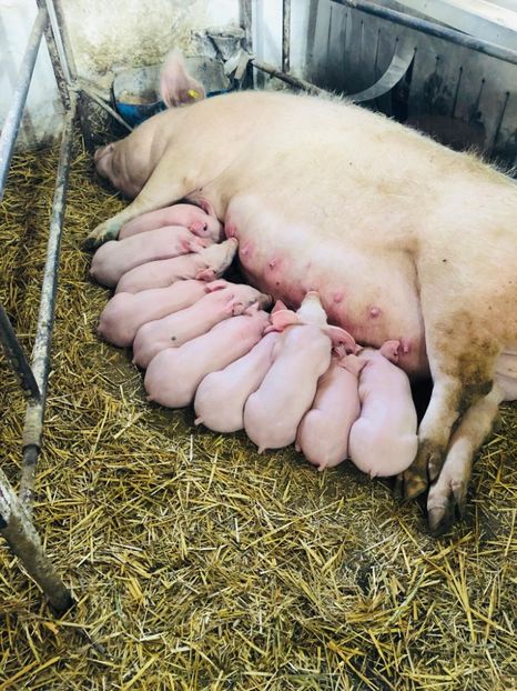  - vieruti si scrofite Pietrain pentru reproducere