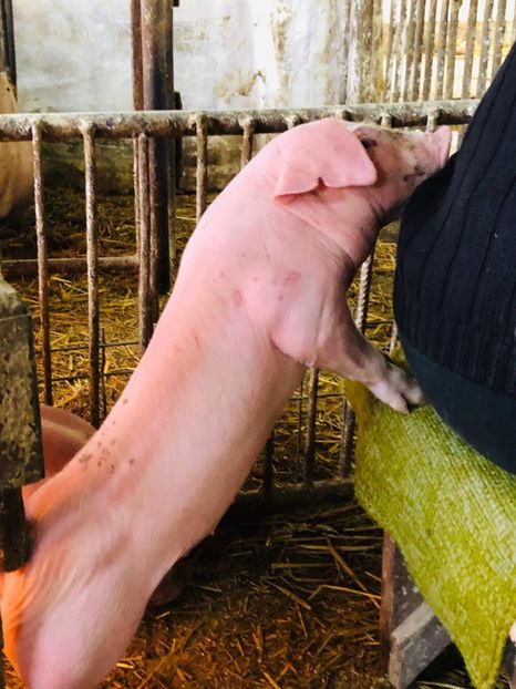  - vieruti si scrofite Pietrain pentru reproducere