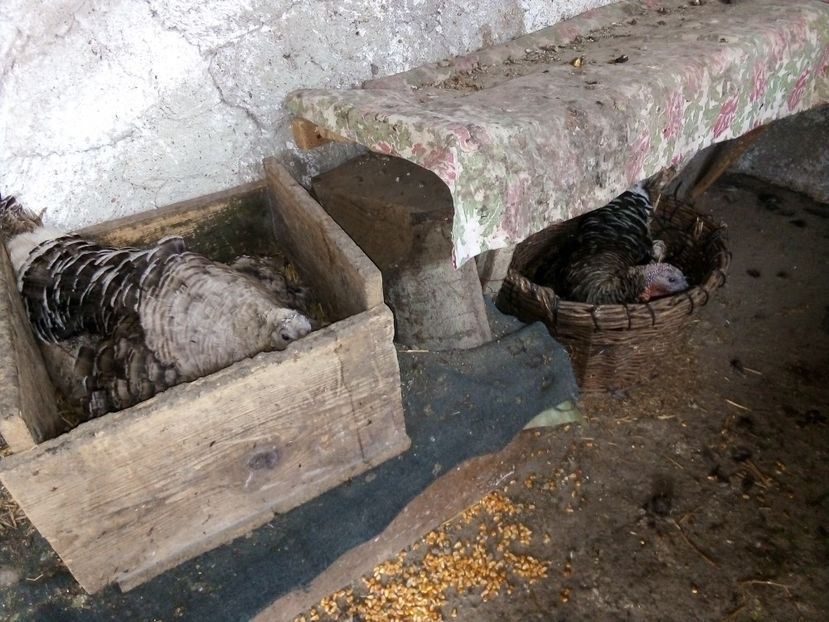  - Pui de curcă 2019