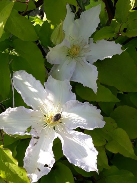  - Gradina mea 2019