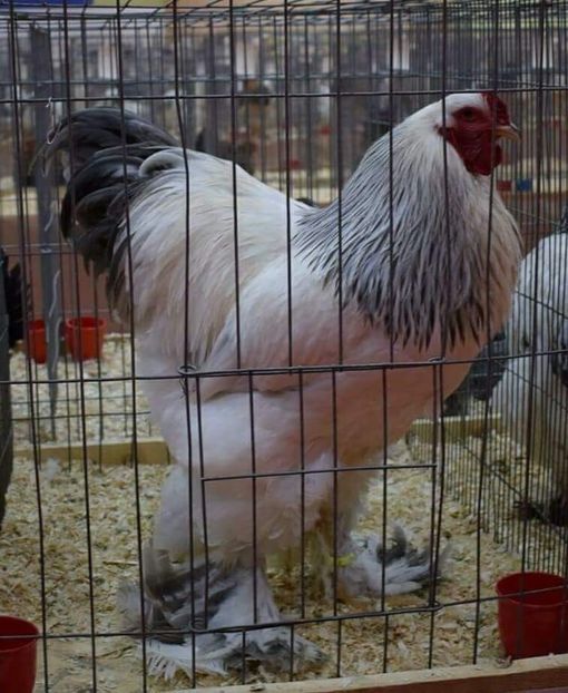  - Brahma herminat deschis pe albastru 2017