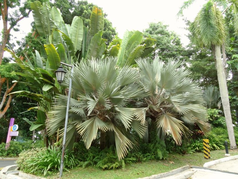  - 09 - Singapore - Orașul Leilor