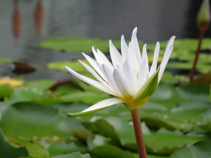  - 09 - Singapore - Orașul Leilor