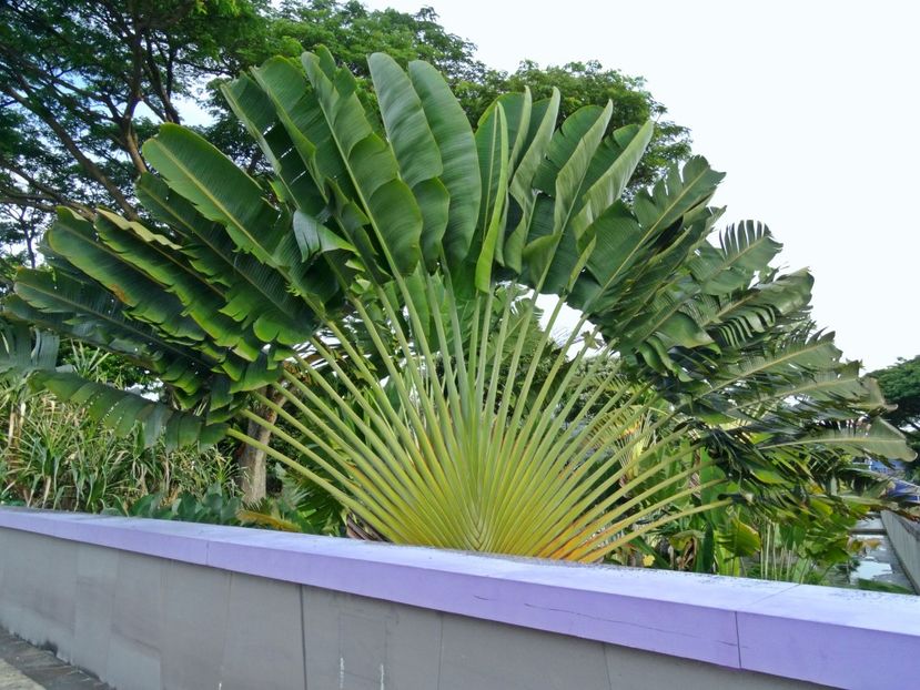  - 09 - Singapore - Orașul Leilor