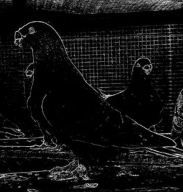 2E042F2F-5A7D-47A5-813C-38F60974955F - Matca