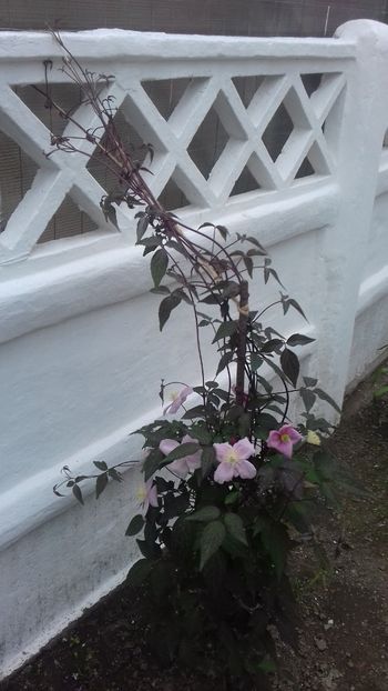  - Clematis Montana Mayleen