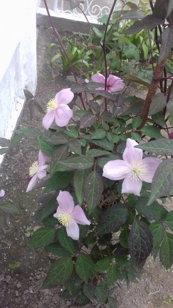  - Clematis Montana Mayleen