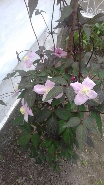  - Clematis Montana Mayleen