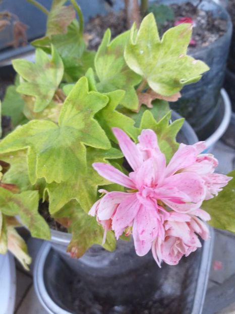  - Câteva afară 2019