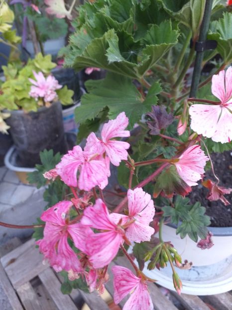  - Câteva afară 2019