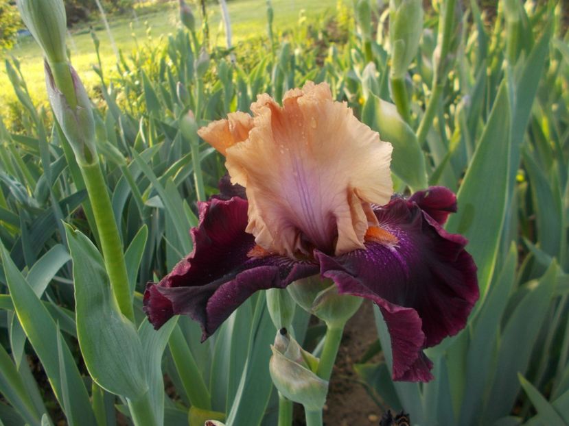  - Irisi -2019 Barbata Elatior si intermedia