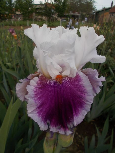  - Irisi -2019 Barbata Elatior si intermedia