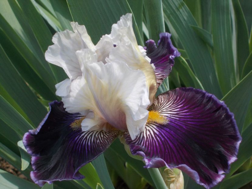  - Irisi -2019 Barbata Elatior si intermedia