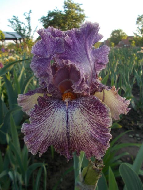  - Irisi -2019 Barbata Elatior si intermedia