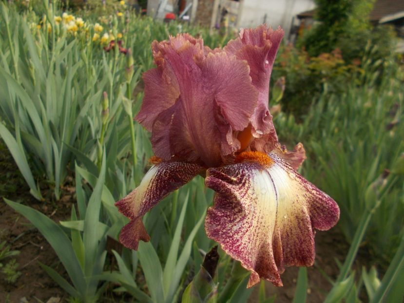 ROSARITA - Irisi -2019 Barbata Elatior si intermedia