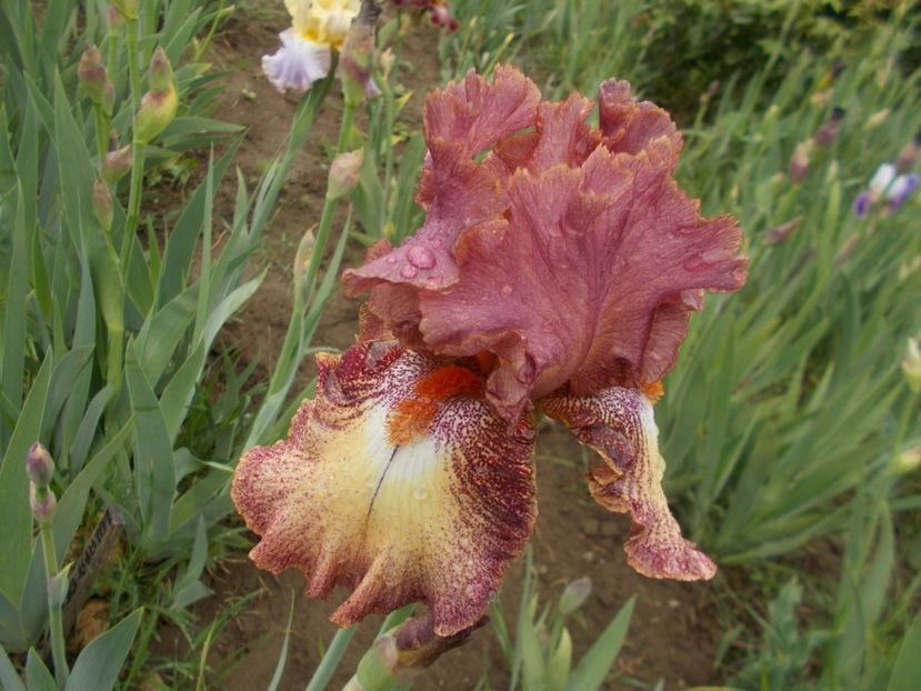  - Irisi -2019 Barbata Elatior si intermedia