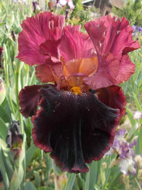  - Irisi -2019 Barbata Elatior si intermedia