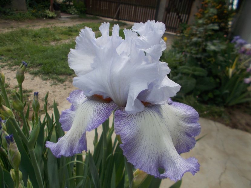 ACOMA - Irisi -2019 Barbata Elatior si intermedia