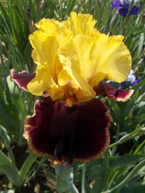  - Irisi -2019 Barbata Elatior si intermedia