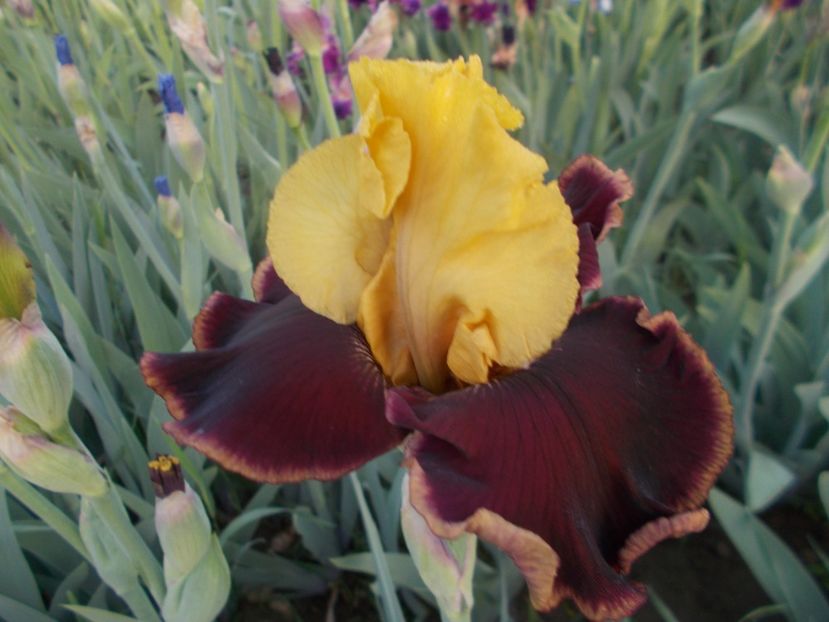  - Irisi -2019 Barbata Elatior si intermedia