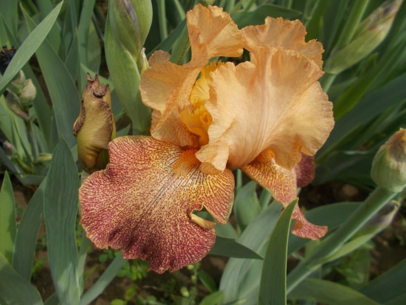 TANZANIAN TANGERINE - Irisi -2019 Barbata Elatior si intermedia