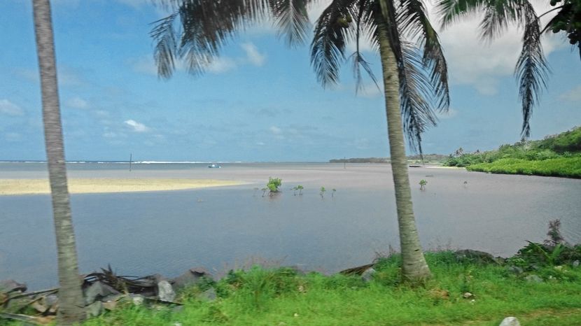 Mangrove - 10 - Fiji - Viti levu