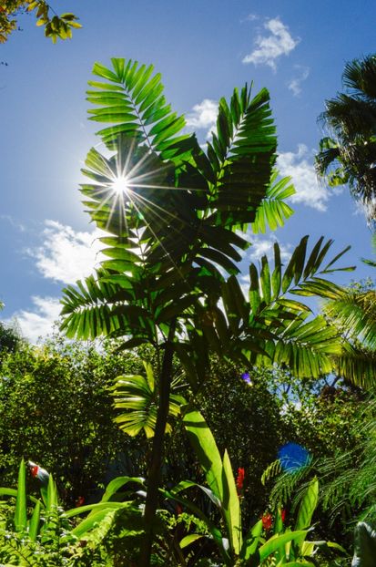  - 10 - Fiji - Viti levu