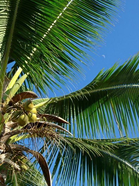 - 10 - Fiji - Viti levu