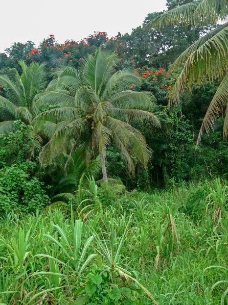  - 10 - Fiji - Viti levu