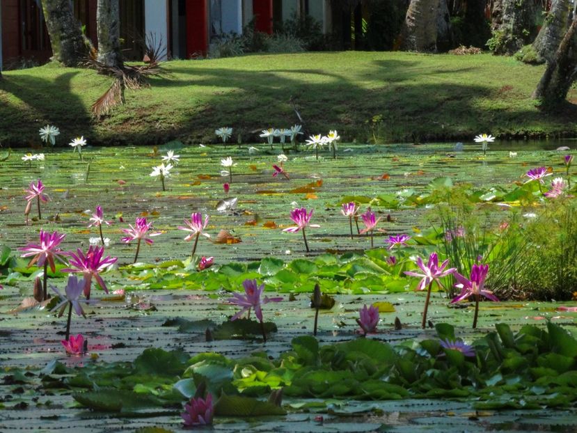  - 10 - Fiji - Viti levu