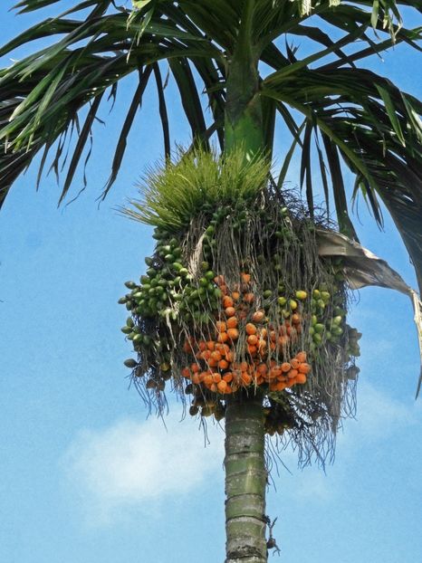  - 10 - Fiji - Viti levu