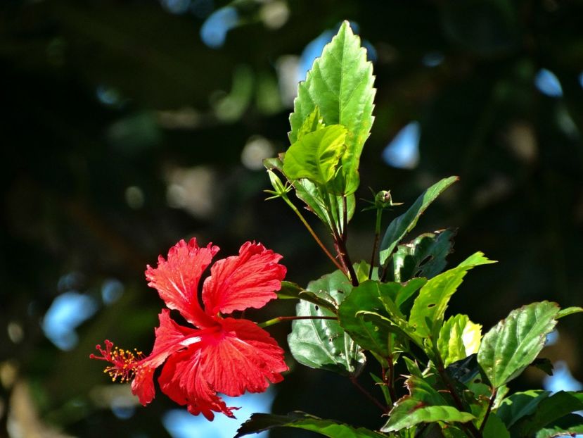  - 10 - Fiji - Viti levu