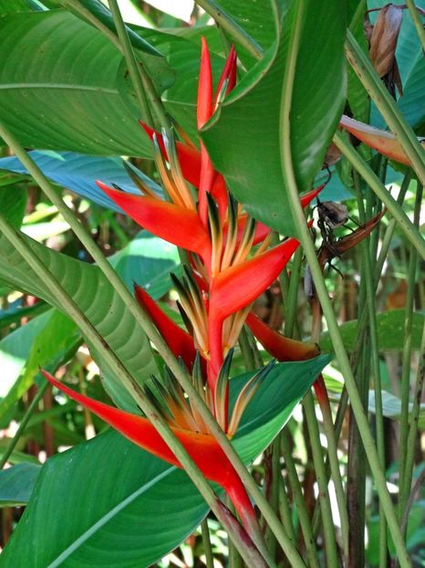  - 10 - Fiji - Viti levu
