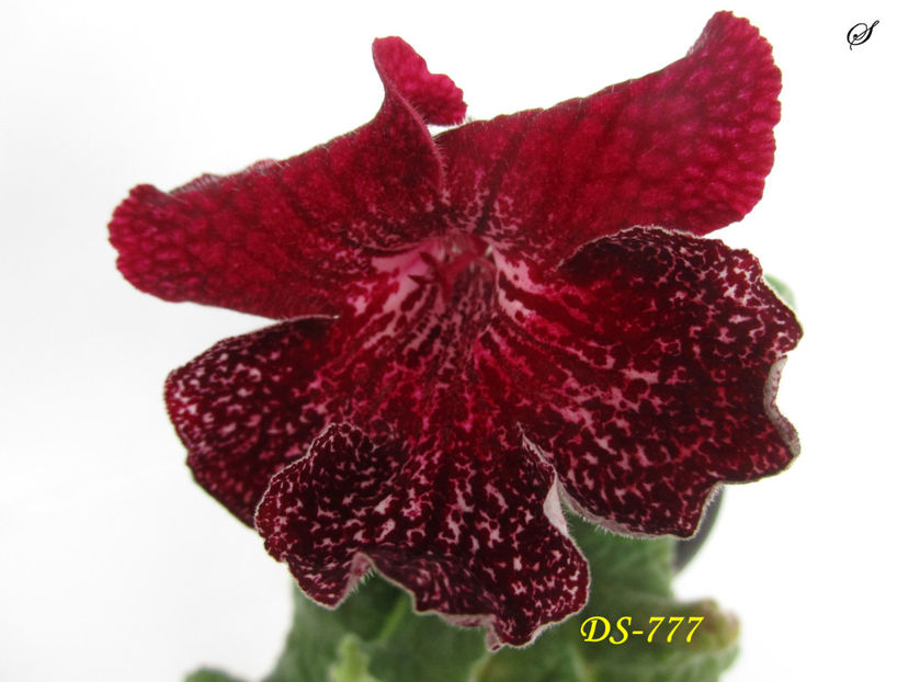 DS-777(7-05-2019) - Streptocarpusi 2019