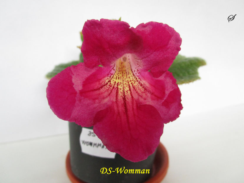 DS-Womman(7-05-2019) - Streptocarpusi 2019