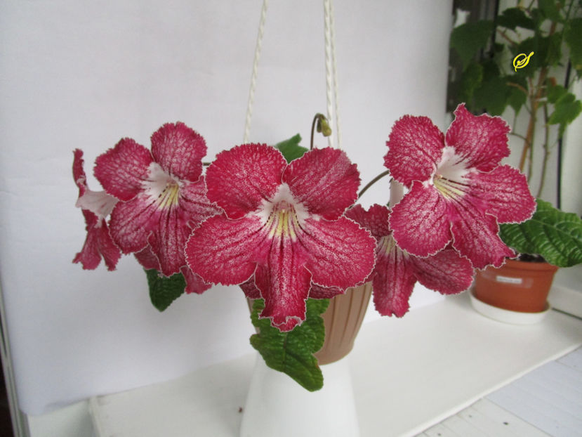 UA-Багрянец(7-05-2019) - Streptocarpusi 2019