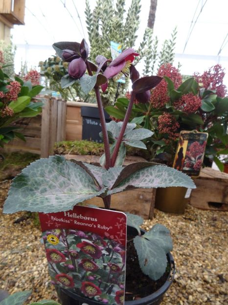 Helleborus Reanna s Ruby1 - 2019 februarie - Trentham Garden Center Stoke on Trent