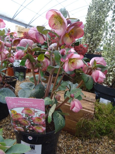 Helleborus Frostkiss Sally s Shell1 - 2019 februarie - Trentham Garden Center Stoke on Trent