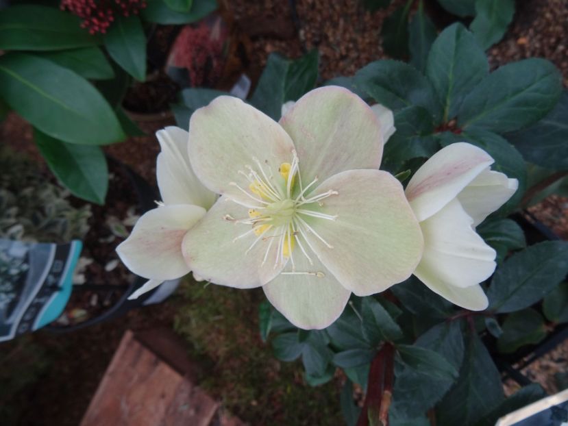 Helleborus Cinnamon Snow - 2019 februarie - Trentham Garden Center Stoke on Trent