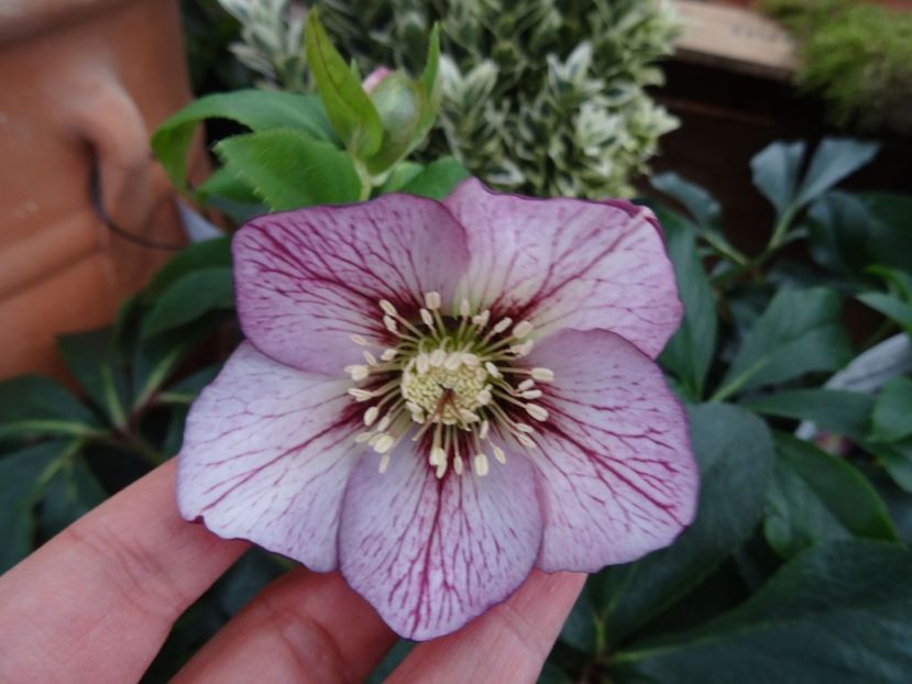 Helleborus Harvington -nu stiu soiul exact - 2019 februarie - Trentham Garden Center Stoke on Trent