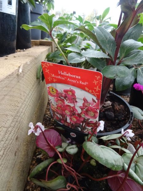 Helleborus Anna s Red - 2019 februarie - Trentham Garden Center Stoke on Trent