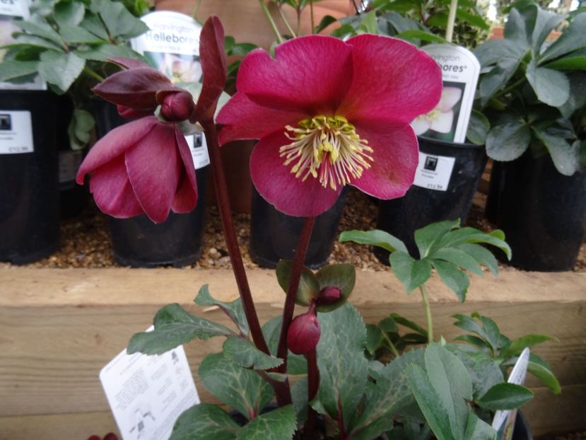 Helleborus Anna s Red1 - 2019 februarie - Trentham Garden Center Stoke on Trent