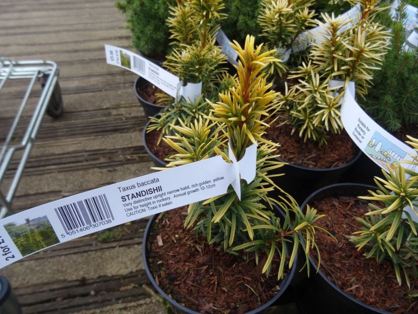 Taxus baccata Standishii - 2019 februarie - Trentham Garden Center Stoke on Trent